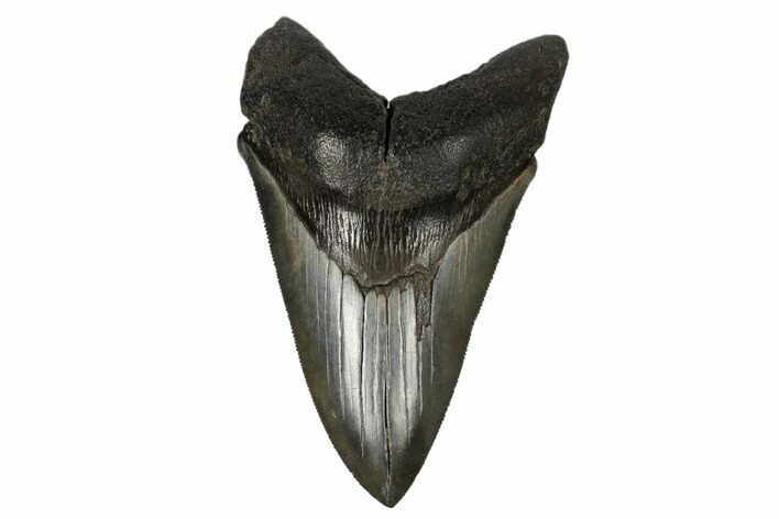 Serrated, Fossil Megalodon Tooth - South Carolina #180907